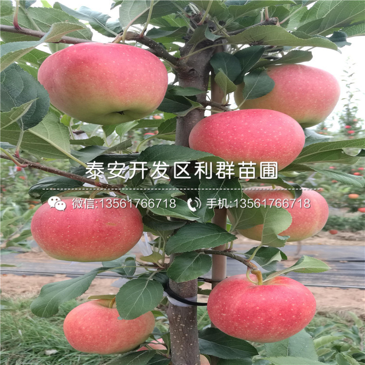3公分m9t337苹果树苗、3公分m9t337苹果树苗价格