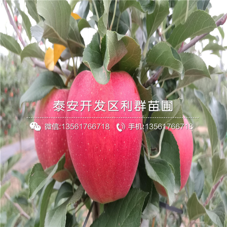 出售4公分蘋(píng)果苗、4公分蘋(píng)果苗基地