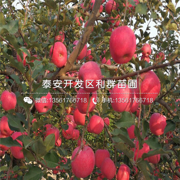 山東水蜜桃蘋果樹苗、水蜜桃蘋果樹苗價格及基地