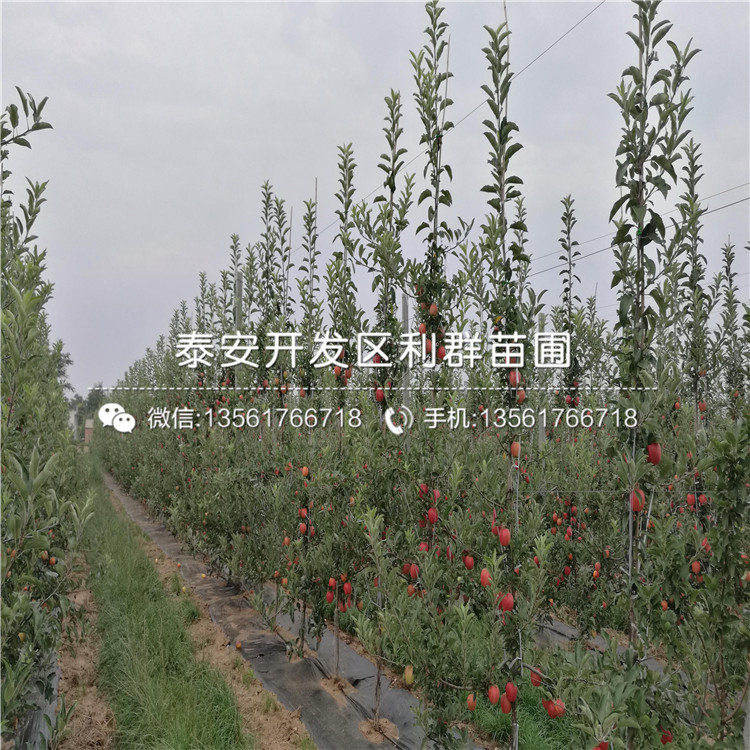水蜜桃蘋果苗出售、2020年水蜜桃蘋果苗價(jià)格