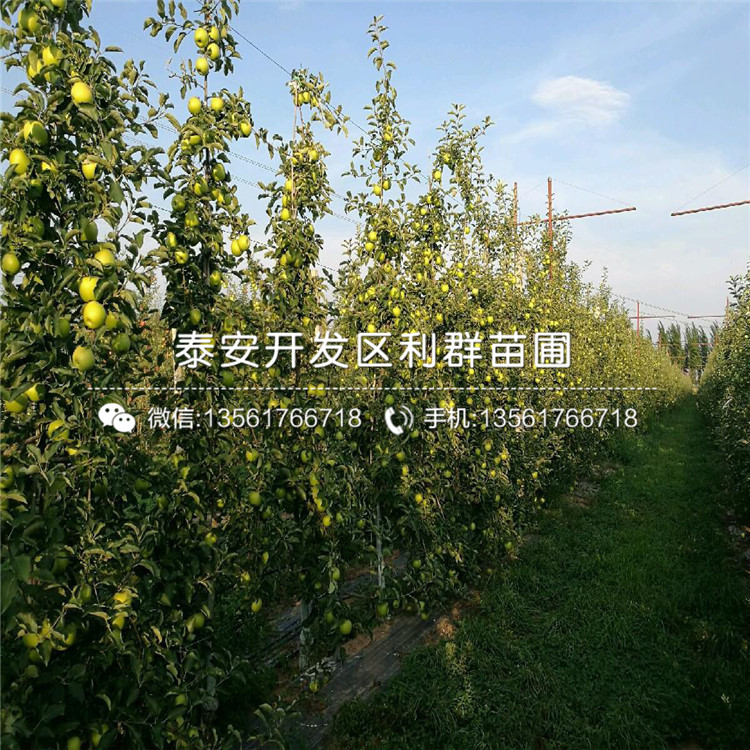 雞心果樹苗價格、雞心果樹苗出售