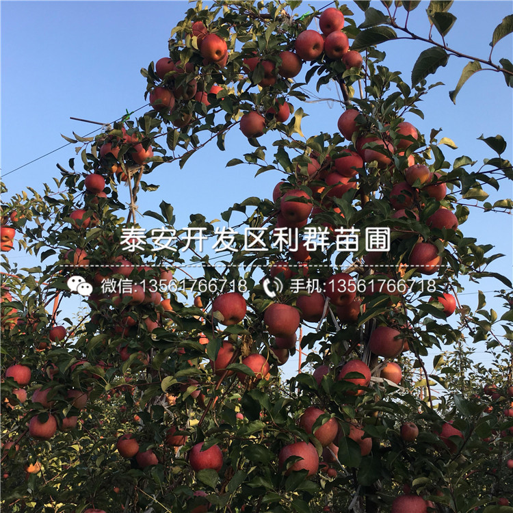 早生富士蘋果苗基地
