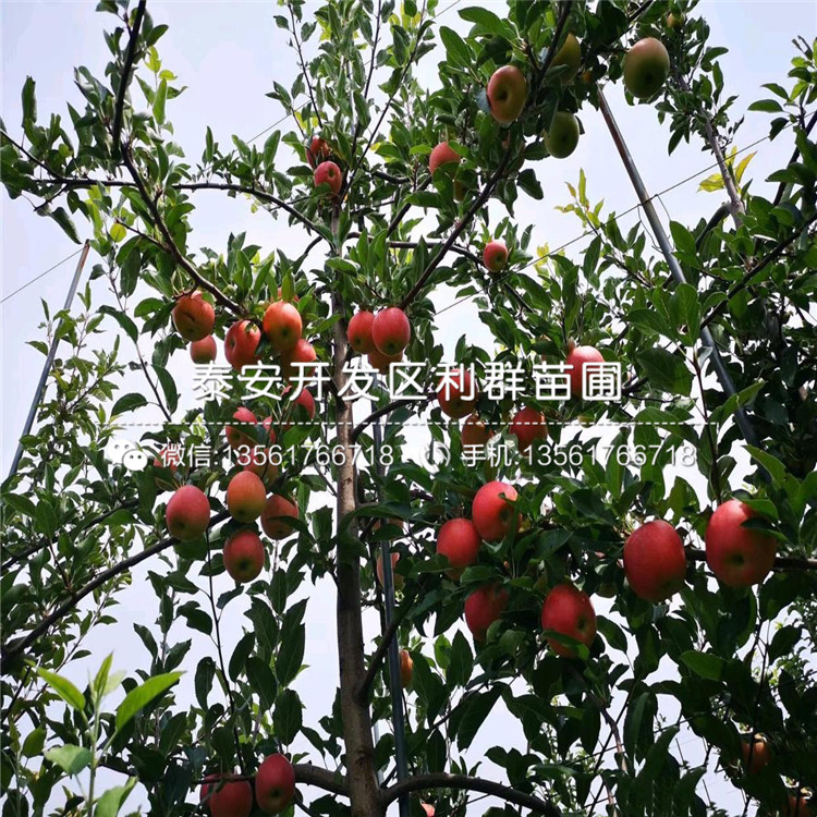 3公分錦繡海棠苗、3公分錦繡海棠苗價格