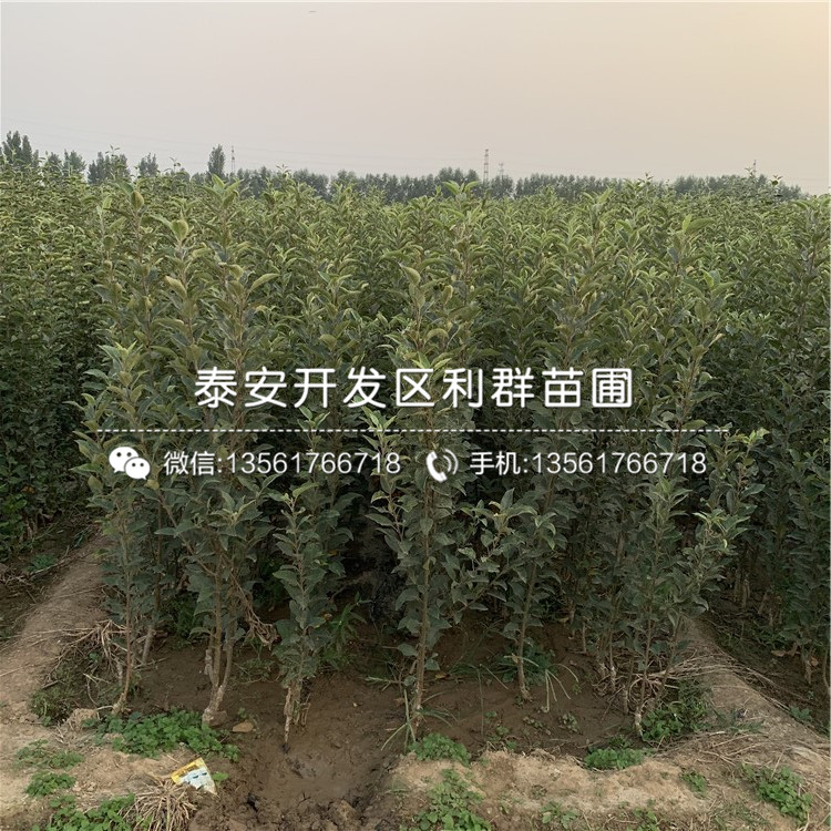 华玉苹果树苗出售基地