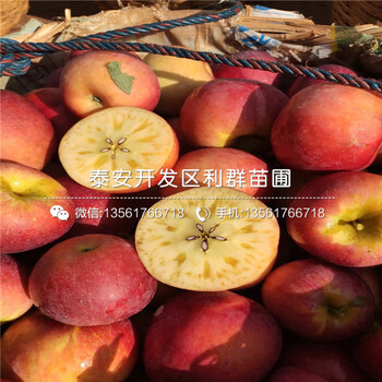雙矮蘋果苗、雙矮蘋果苗價格及基地