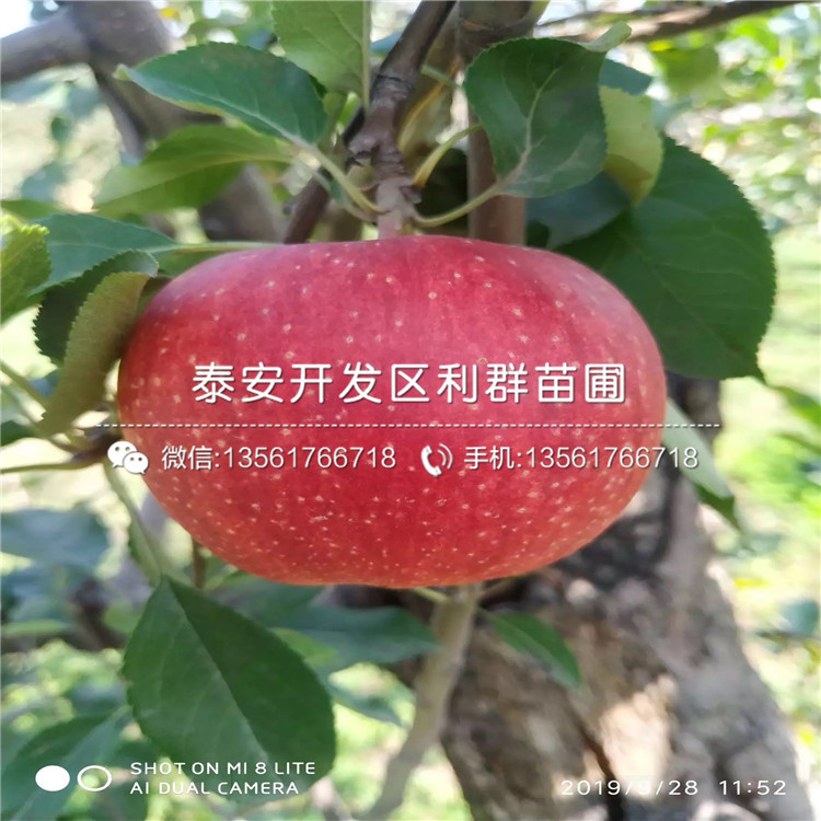 寒富蘋果樹苗、寒富蘋果樹苗批發(fā)基地