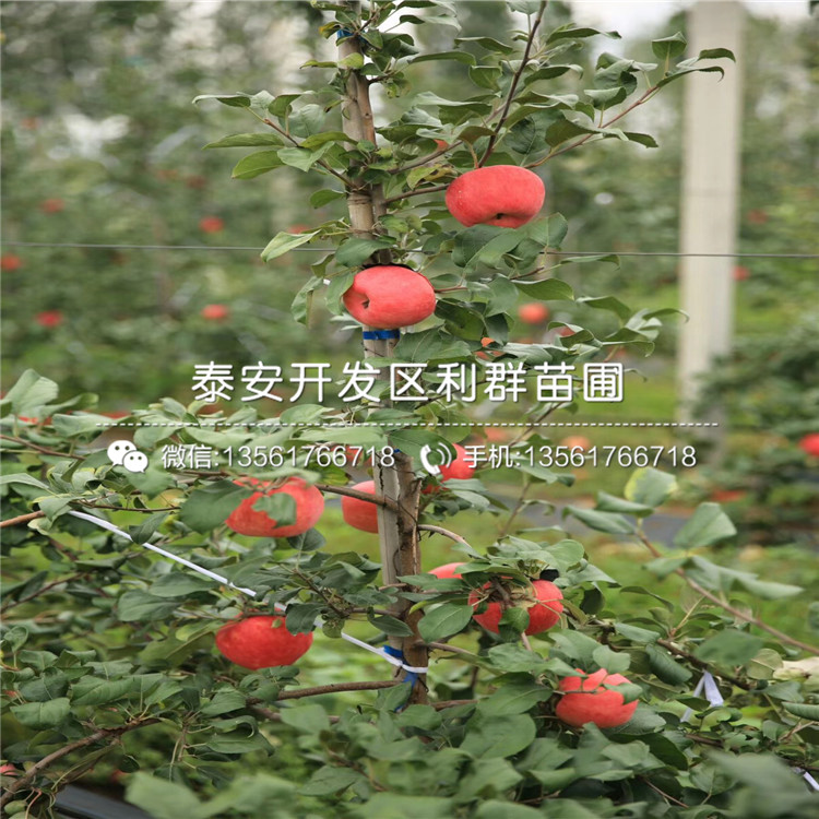 矮化蘋果樹苗新品種、矮化蘋果樹苗價格及基地