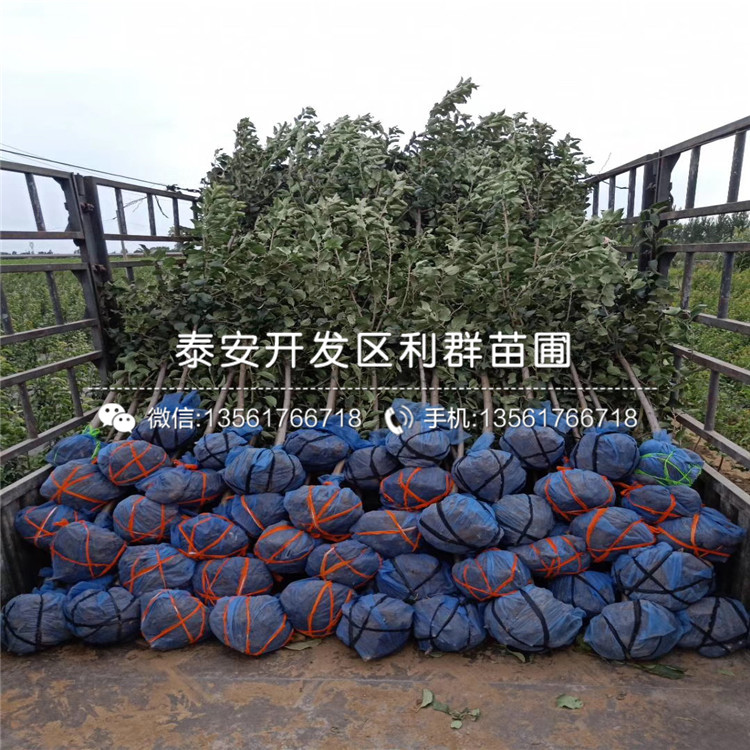 新品種黑蘋果樹苗、新品種黑蘋果樹苗基地