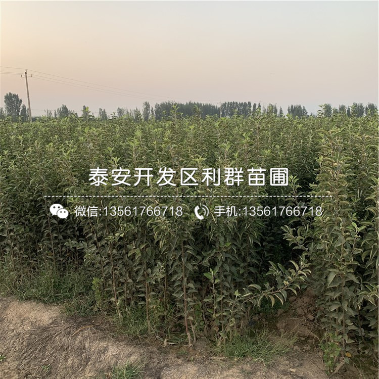 新品種弘前富士蘋果苗、新品種弘前富士蘋果苗價(jià)格