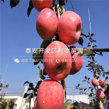 雞心果苗報(bào)價(jià)、雞心果苗價(jià)格