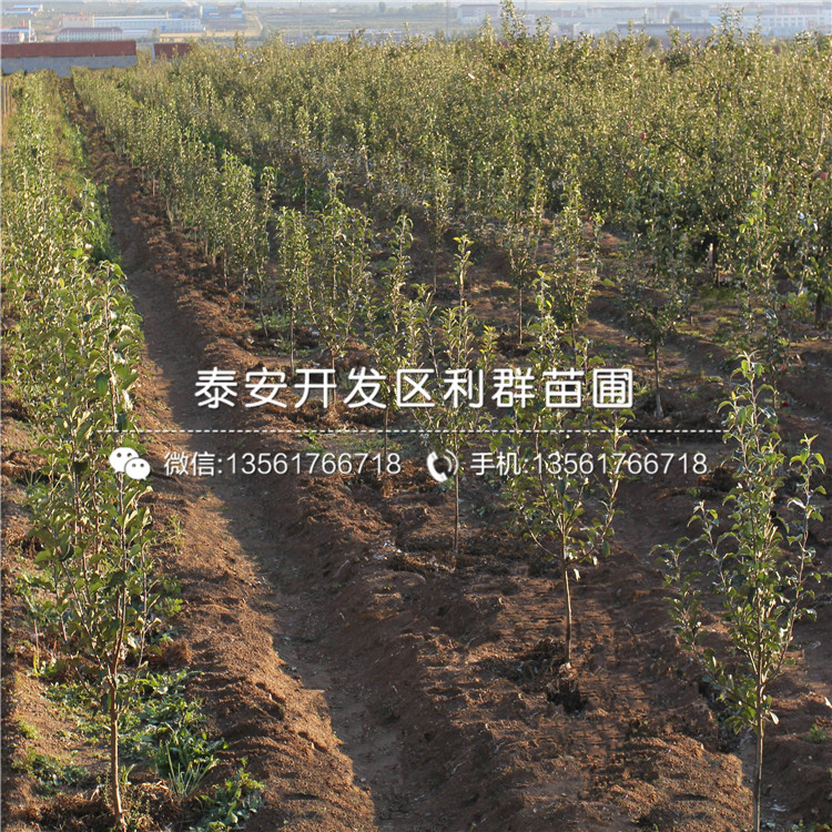 華玉蘋果苗價(jià)格、華玉蘋果苗新品種