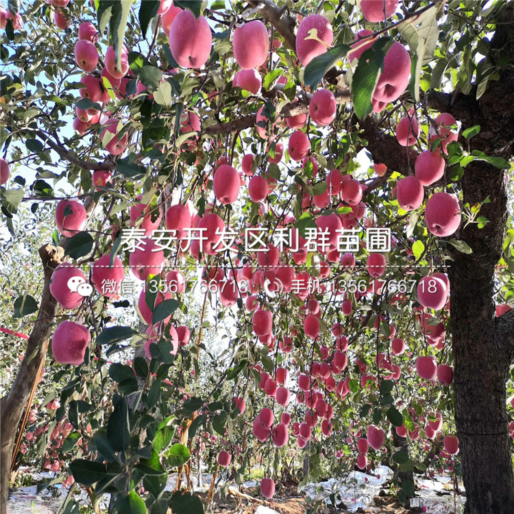 批發(fā)紅心蘋果苗、紅心蘋果苗價格