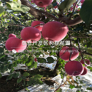 短枝紅富士蘋果樹苗批發(fā)、短枝紅富士蘋果樹苗基地