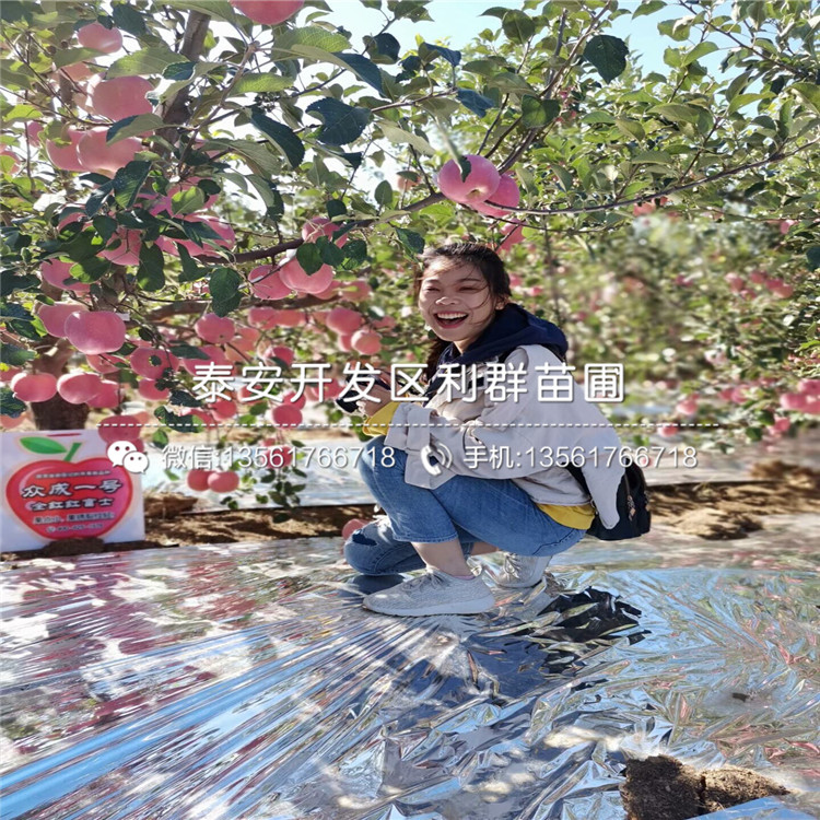 紅心蘋果樹苗價格、2020年紅心蘋果樹苗價格