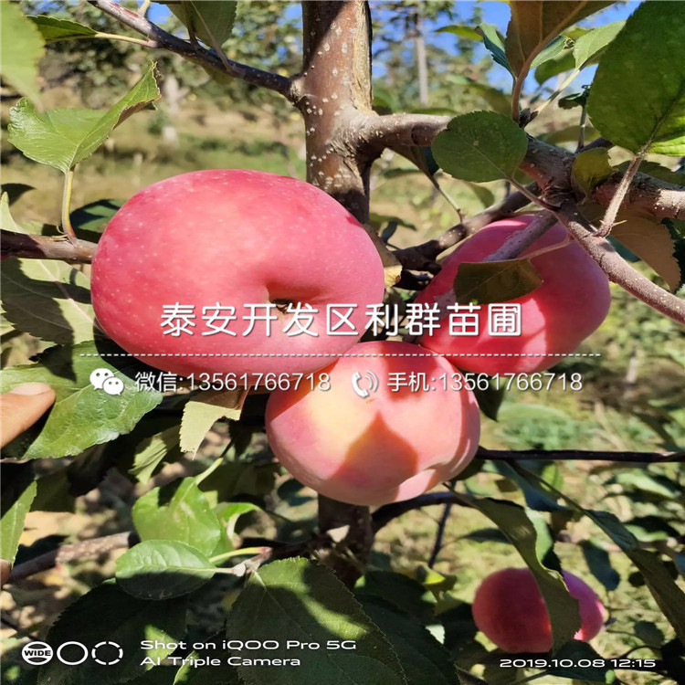 紅星蘋果苗、紅星蘋果苗基地