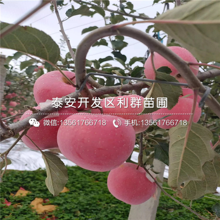 世界一号苹果树苗出售价格、世界一号苹果树苗基地及报价