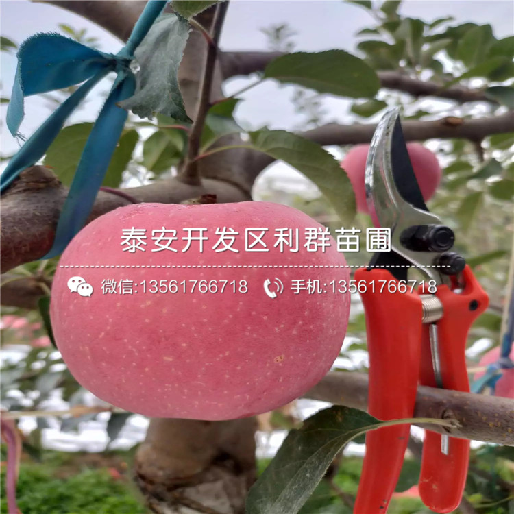 出售神富6號(hào)蘋果樹(shù)苗、神富6號(hào)蘋果樹(shù)苗基地