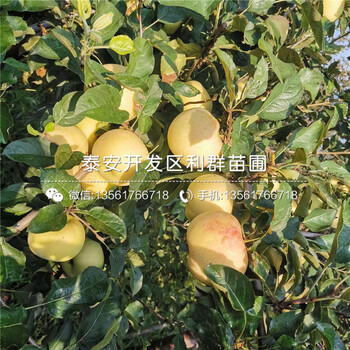 矮化m26蘋果苗出售、矮化m26蘋果苗價(jià)格