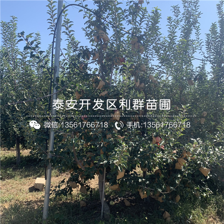 批發(fā)水蜜桃蘋(píng)果樹(shù)苗、批發(fā)水蜜桃蘋(píng)果樹(shù)苗價(jià)格及報價(jià)
