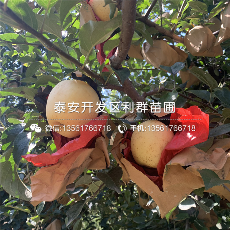 柱狀蘋(píng)果樹(shù)苗基地