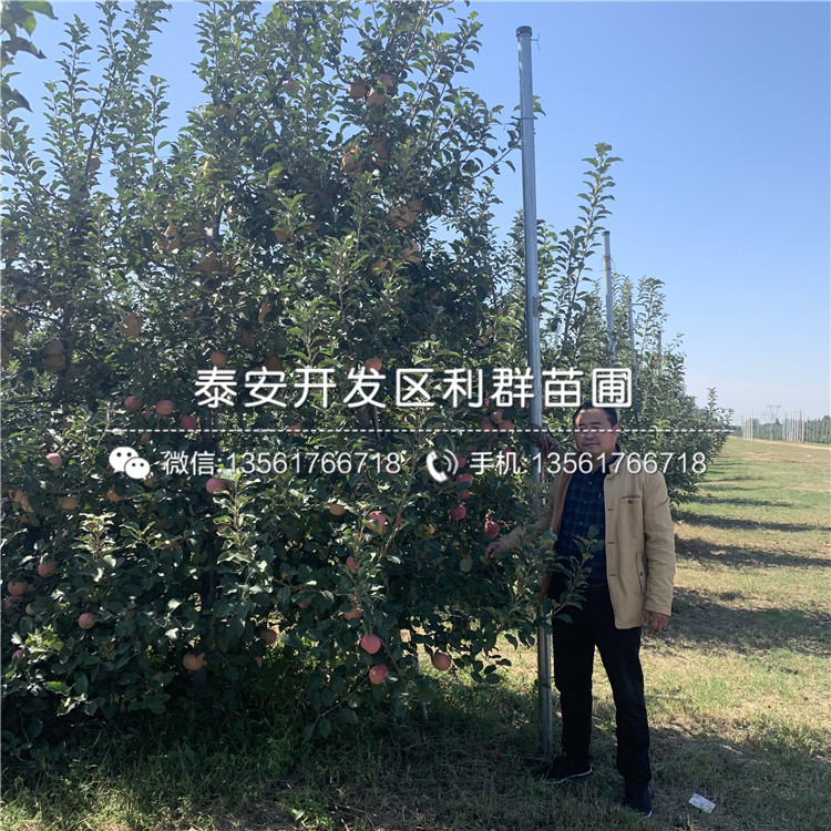 短枝蘋(píng)果苗品種