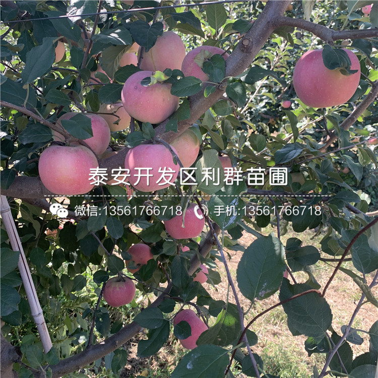 秦冠蘋果樹苗批發(fā)基地、秦冠蘋果樹苗報價及價格