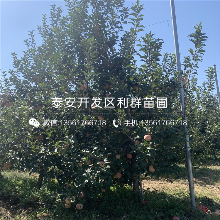 自根砧蘋果苗批發(fā)價(jià)格