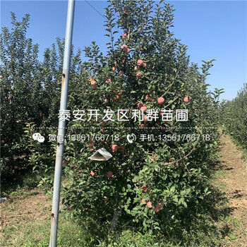 花牛蘋果樹苗品種、花牛蘋果樹苗價格及報價