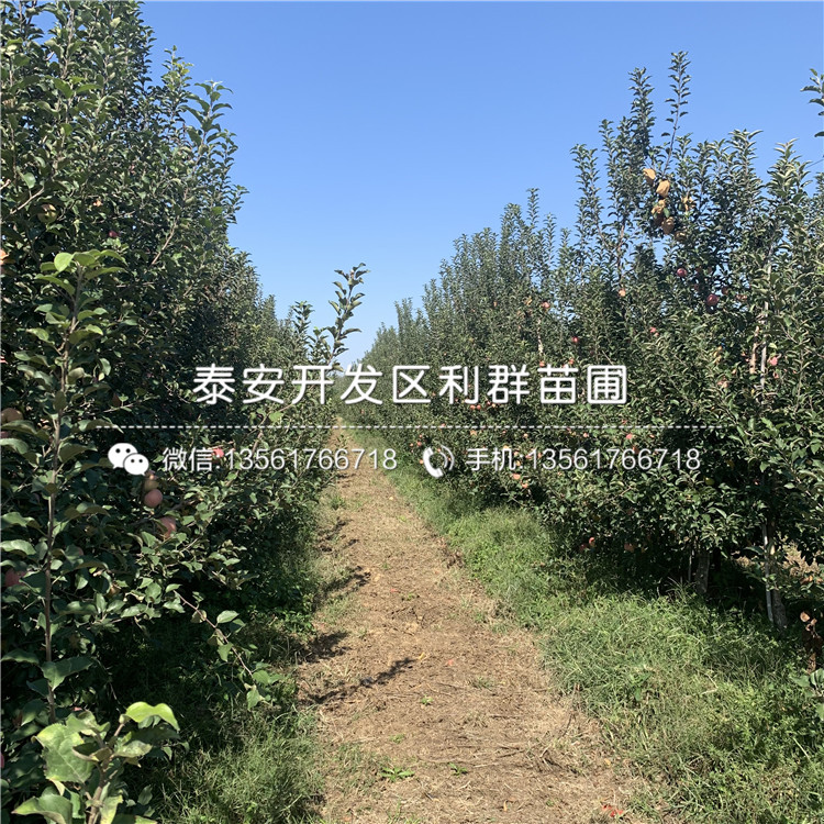 自根砧蘋(píng)果樹(shù)苗、自根砧蘋(píng)果樹(shù)苗報(bào)價(jià)及價(jià)格