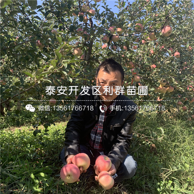 3公分紅蜜脆蘋果苗、3公分紅蜜脆蘋果苗價(jià)格及報(bào)價(jià)