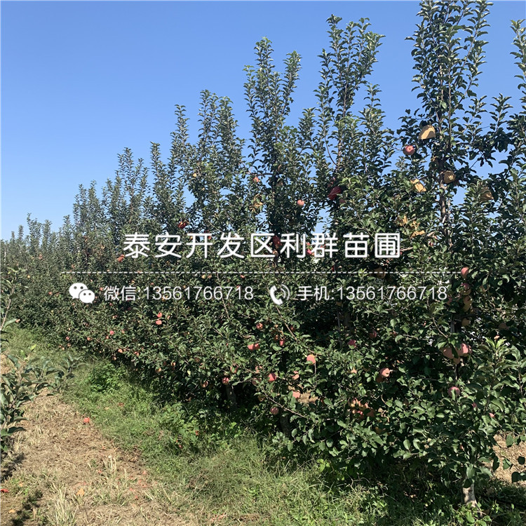3公分神富6號(hào)蘋果苗、3公分神富6號(hào)蘋果苗價(jià)格