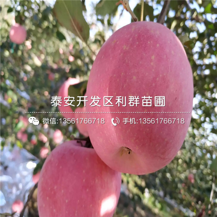 華玉蘋果苗價(jià)格、華玉蘋果苗新品種