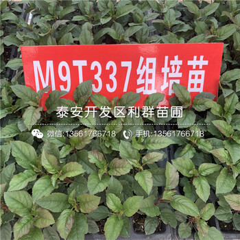 出售短枝矮化蘋果苗、出售短枝矮化蘋果苗價格及報價