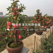 烟富苹果苗出售、烟富苹果苗价格及基地图片