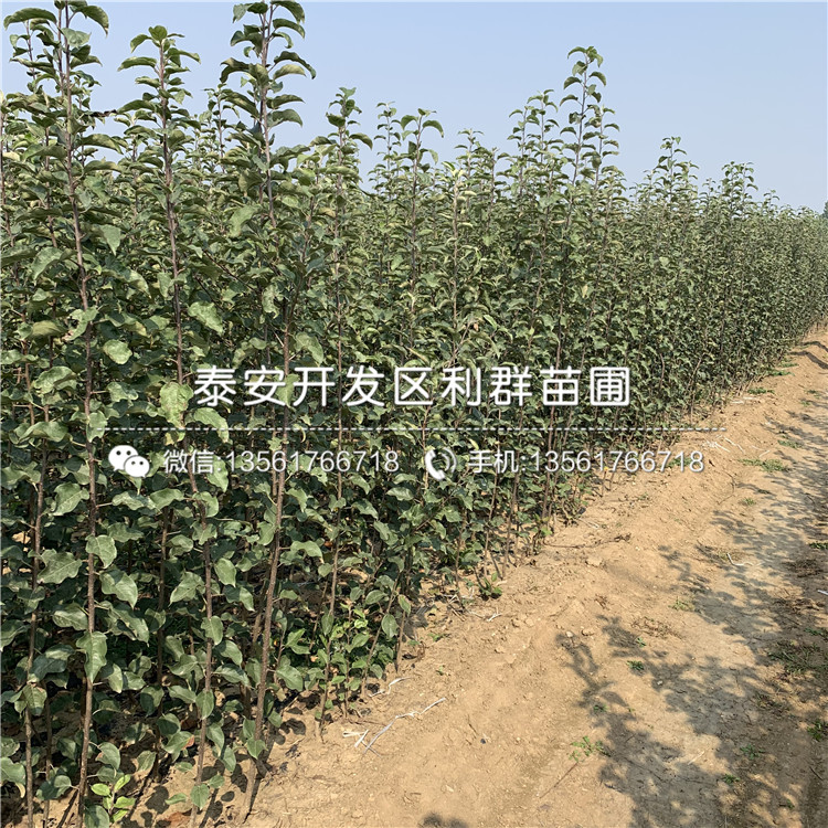 瑞陽蘋果樹苗出售基地、瑞陽蘋果樹苗價格及報價