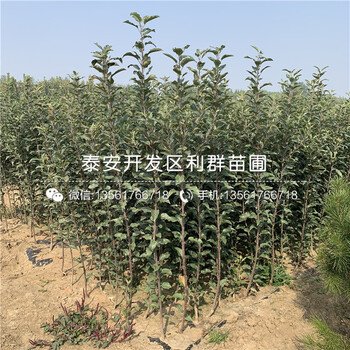 山東煙富6號蘋果苗、山東煙富6號蘋果苗批發(fā)