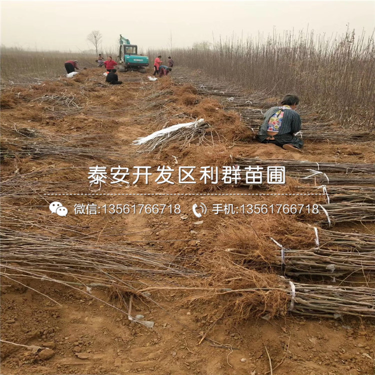 矮化蘋果苗新品種