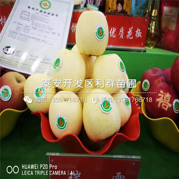 4公分蘋果樹苗價格、4公分蘋果樹苗批發(fā)