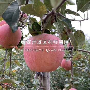出售秦冠蘋果苗、秦冠蘋果苗價格及報價