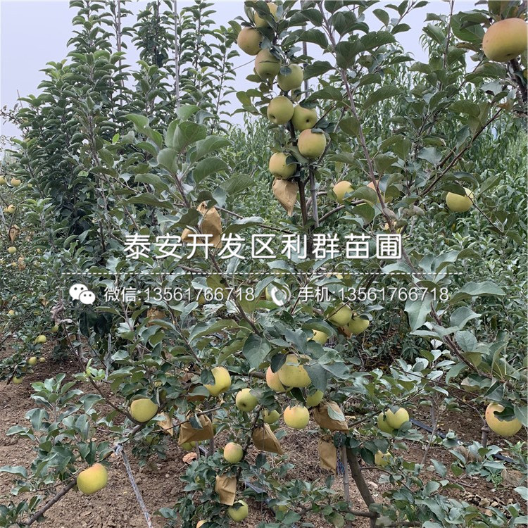 潤太一號蘋果樹苗出售、2020年潤太一號蘋果樹苗價格