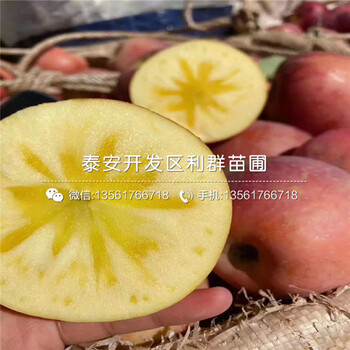批發(fā)矮化蘋果樹苗、批發(fā)矮化蘋果樹苗價格及報價
