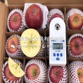 新品種煙富7號(hào)蘋果苗、煙富7號(hào)蘋果苗價(jià)格及報(bào)價(jià)