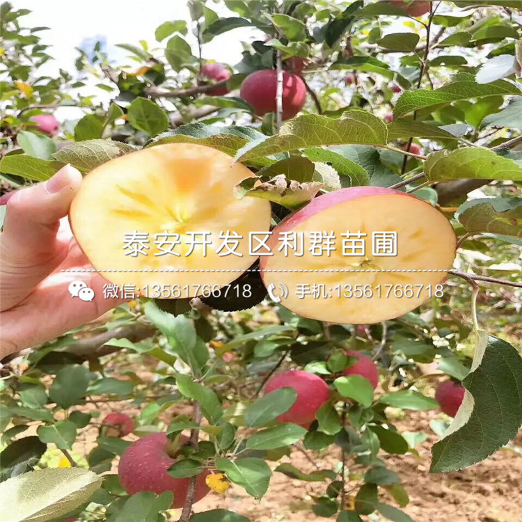 富士蘋(píng)果樹(shù)苗批發(fā)、富士蘋(píng)果樹(shù)苗基地