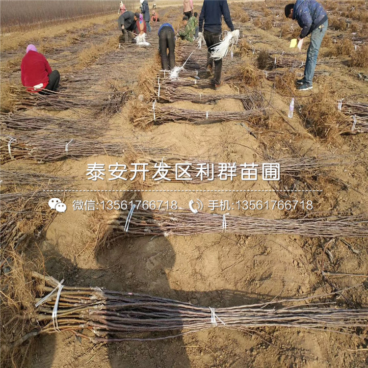 M26蘋果苗價格、M26蘋果苗批發(fā)