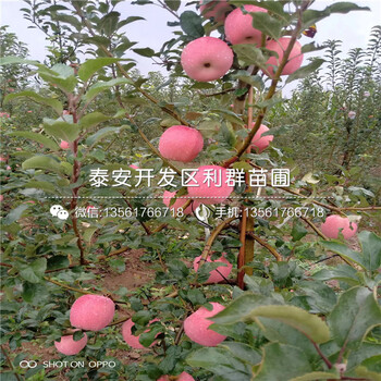 m26蘋果苗批發(fā)、m26蘋果苗價格及基地