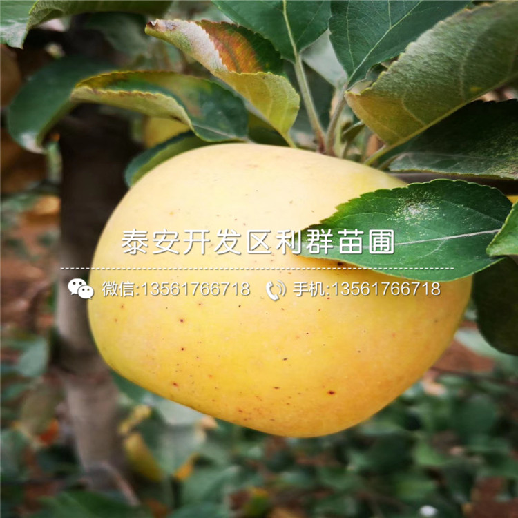出售雞心蘋果苗、出售雞心蘋果苗價格