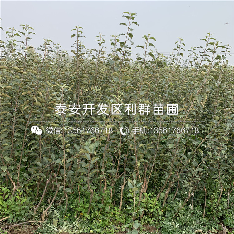 1公分世界一號蘋果樹苗、1公分世界一號蘋果樹苗價格及報價