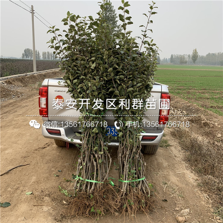 煙富八號(hào)蘋果苗品種