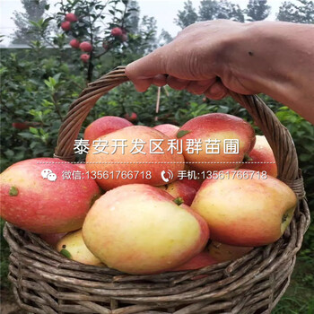 2020年紅蛇果蘋(píng)果樹(shù)苗價(jià)格、2020年紅蛇果蘋(píng)果樹(shù)苗基地
