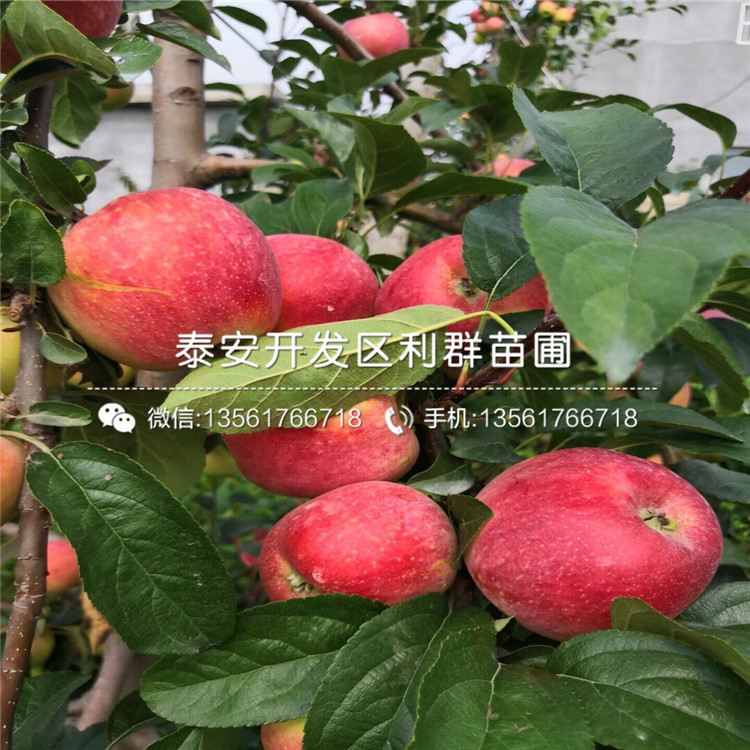 苹果树苗基地及价格